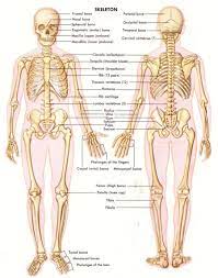The human body normally has two kidneys. Human Anatomy Picture Koibana Info Skeleton Anatomy Skeletal System Anatomy Human Bones Anatomy