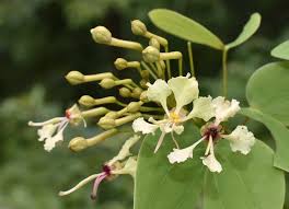 Image result for Virectaria major