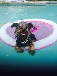 Bentley My Little Yorkie Loves The Pool Yorkie Dogs Yorkie Terrier Yorkie Puppy