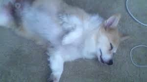 Maybe you would like to learn more about one of these? Sleepy Corgi Pomeranian Mix Dog Is So Cute Youtube