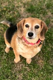 Second chance pet adoptions, raleigh, nc. Looking To Adopt A Pet Here Are 7 Lovable Pups To Adopt Now In