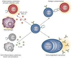 Sie gehört zu den arthrosezeichen. B Cells And Antibodies In Multiple Sclerosis Pathogenesis And Therapy Nature Reviews Neurology