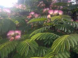 Image result for Albizia schimperiana