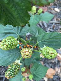 Blackberry blueberry strawberry view all fruit view all veg view all herbs. Strange Red Bugs On My Blackberry Bush Gardening Forums