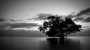 New Black And White Nature Pictures Tree Wallpaper Black And White Landscape Wallpaper Black And White Wallpaper