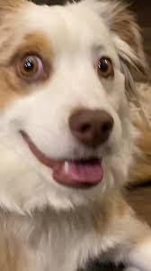 Dem juicy puppy lips 😆 #miniaussie #lips #biglips #aussie #dog #dogmom  #puppy #funny #fyp #lipfiller