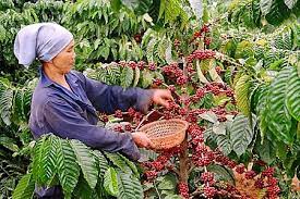 Before the vietnam war, it was a major exporter, according to scott wilson of the washington post. Vietnam Coffee Day 2018 Sustainable Coffee Development