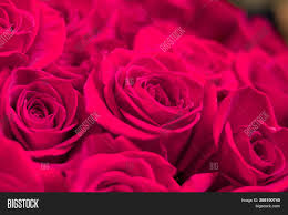 We did not find results for: Fresh Dark Red Roses Image Photo Free Trial Bigstock