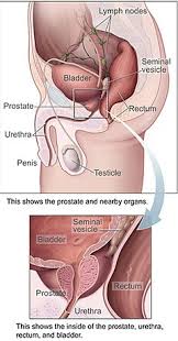 Learn vocabulary, terms, and more with flashcards, games, and other study tools. Urinary Bladder Wikipedia
