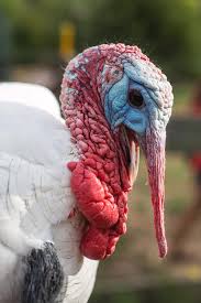 Check spelling or type a new query. Close Up Of Male Turkey With Long Beard Photograph By Cavan Images