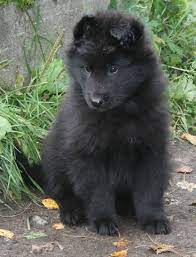 Groenendael Black Belgian Shepherd Belgian Shepherd Puppies Shepherd Puppies Belgian Shepherd