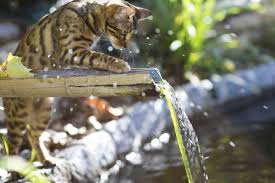 Yes, cats are generally good swimmers, even if the majority of them do not particularly like swimming (messes up the fur and then they have to go through hours of grooming. 9 Cat Breeds That Love Water Adventure Cats
