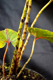 Image result for Pilea johnstonii