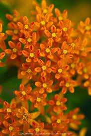 Pin By Simply Aline On Gardens And Flowers Jardin And Fleurs Milkweed Flower Asclepias Tuberosa Milkweed Plant