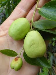 Image result for Ziziphus