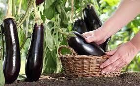 Harvest eggplant when it's reached its intended size. Growing Harvesting Eggplant Planting Eggplant Seeds Brinjal Plantation