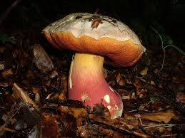 Pilze September Pilzfinder Solling De Pilze Pilzbestimmung Pilzvergiftung Infos Vortrage Wanderungen Dassel Einbeck Gunther Schier 37586 Dassel Ot Krimmensen Pilze Fruhjahrspilze Morcheln Truffel Morchella Tuber