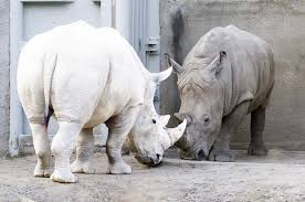 Image result for one of a kind animals