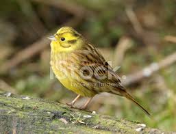 Trznadel Zwyczajny (emberiza Citrinella) Zdjęcia ze zbiorów - FreeImages.com