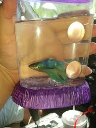 Blur Our Betta Traveling Everywhere We Go In His Car Tank He S O My In Here Until We Get To Each Destination Willing To Bet He S On Betta Fish Betta Fish