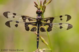 dragonflies mdc discover nature