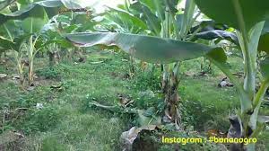 Cara tanam pohon pisang agar pohon tidak tinggi,biasanya pisang yang ditanam secara normal maka pohon pisang. Projek Pisang Berangan Youtube