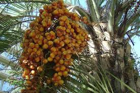 Maybe you would like to learn more about one of these? Finik Kanarskij Opisanie Sorta Posadka I Uhod Vyrashivanie Iz Semyan V Domashnih Usloviyah