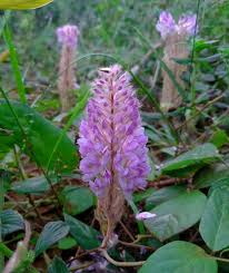 Image result for Uraria