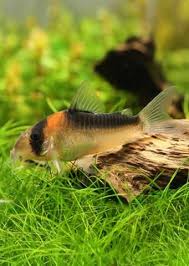 Corydoras Adolfoi Tropical Fish Aquarium Tropical Freshwater Fish Fish