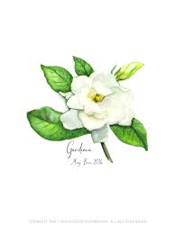 Gardenia 2016 By Mary Braz Www Withlovefrommary Com Gardenia Tattoo Gardenia Orchid Drawing