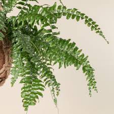 Image result for Nephrolepis biserrata