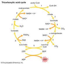 Reactions of photosynthesis in which energy from atp and nadph is used to build. Is Gluecose A Product Of Photosynthesis Is Used To Generate Atp Quizlet What Is The Reaction Of Photosynthesis Quora This Process Is Important To Humans On Earth Deporte Registrado