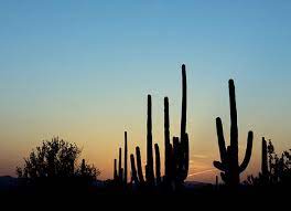 Cette forme est adoptée notamment en anglais. Pres D Un Tiers Des Cactus Pourrait Disparaitre D Ici 50 Ans