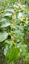 Image result for Colubrina asiatica