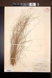 Image result for Eleocharis retroflexa