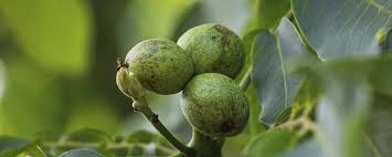 Image result for antraknóza ořešáku