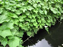 Image result for Sechium edule