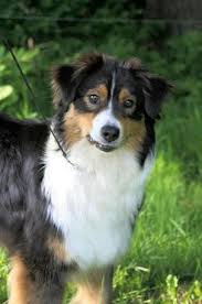 Australian safe shepherd (ass) is currently ranked as the #6504 cryptocurrency by market cap. Lexxa Australian Shepherds Rosebud Of Crana
