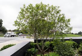 Image result for Chionanthus