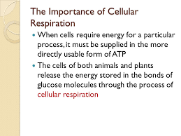 Cellular Respiration Chapter 7 1 Pages Ppt Download