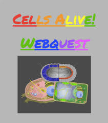 Gamete (1n) how you can support cells alive! Cells Alive Worksheets Teaching Resources Teachers Pay Teachers