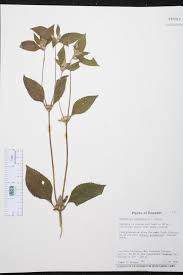 Image result for Synedrella