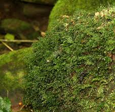 Image result for Polyphlebium