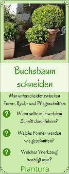 Es gibt keinen allgemein geltenden, besten zeitpunkt, um einen buchsbaum zu schneiden. Buchsbaum Schneiden Wann Und Wie Zuruckschneiden Buchsbaum Schneiden Buchsbaum Gartenarbeit Fur Anfanger