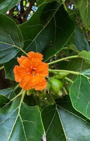 Image result for Cordia sp.A.