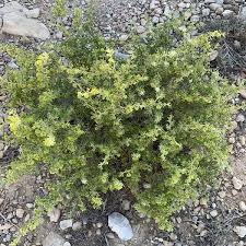 Image result for Zygophyllum cuneifolium
