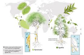 Image result for Hymenaea