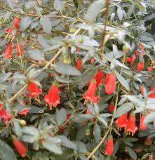 Evergreen means the plant retains its foliage throughout the year, but it's a bit of a misnomer because that foliage is not necessarily green. Clapton Nursery Wikipedia