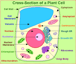 The cell wall provides and maintains the shape of these cells and serves as a protective barrier. Plant Life Nucleus