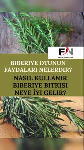 Biberiye Otunun Faydalari Nelerdir Faydalari Nelerdir 2020 Otlar Tibbi Bitkiler Sifali Otlar